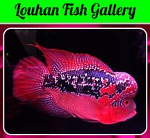 Louhan Fish Gallery capture d'écran 1