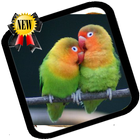 Lovebirds as Pets icône