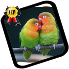 Lovebirds as Pets أيقونة