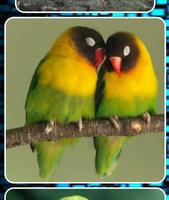 Lovebirds as Pets Affiche
