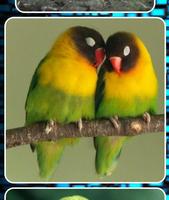 Lovebirds as Pets الملصق