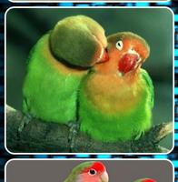 Lovebirds as Pets تصوير الشاشة 1