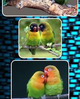 Lovebirds as Pets تصوير الشاشة 2