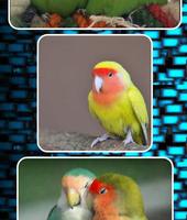 Lovebirds as Pets تصوير الشاشة 3