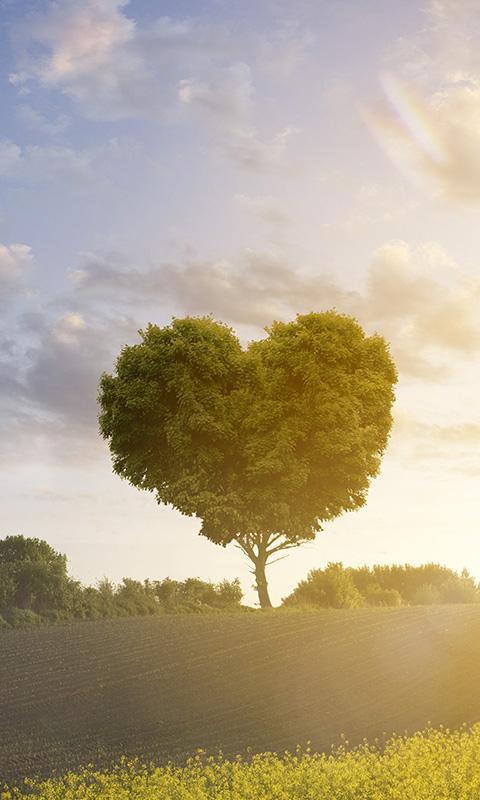 Дерево любви. Дерево любит тебя. Художественное фото дерево любви. Дерево любви и счастья.