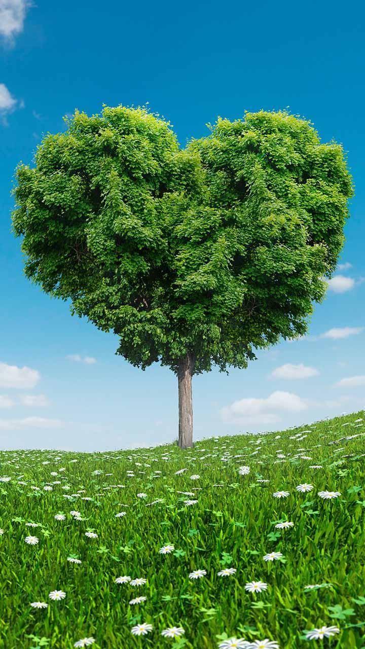 Love Tree Live Wallpaper APK for Android Download Love Tree Live Wallpaper APK for Android Download