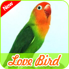 Love Bird Pictures icône
