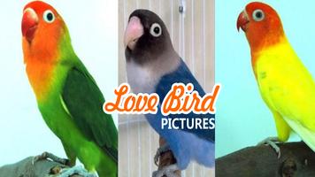 Love Bird Pictures capture d'écran 3