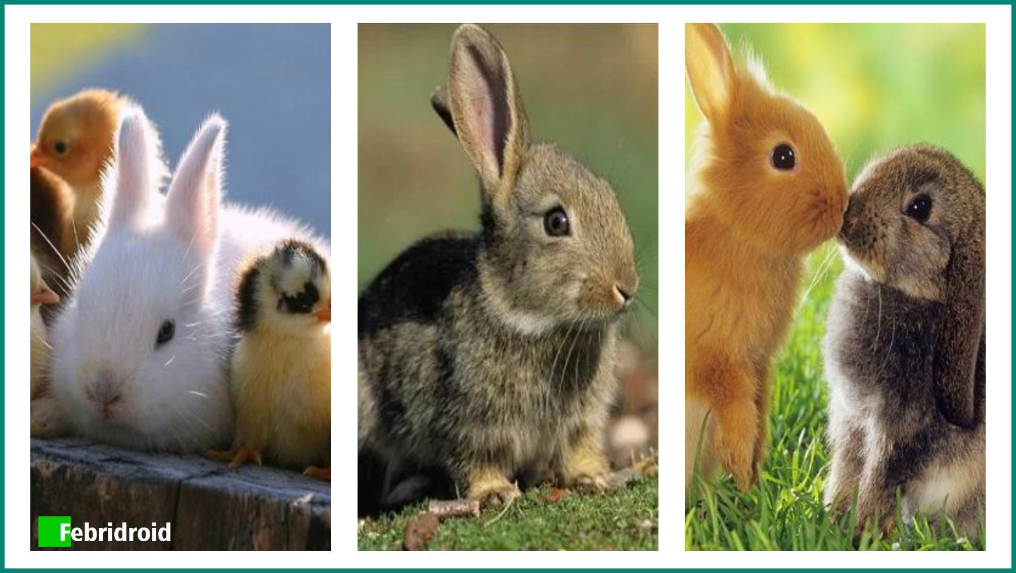 35 Gambar Wallpaper for Android Rabbit terbaru 2020 35 Gambar Wallpaper for Android Rabbit terbaru 2020