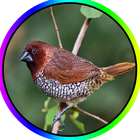 Burung Pipit Gereja Offline icon