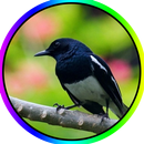 Latih Burung Kacer Gacor MP3 aplikacja