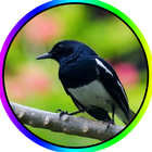 ikon Latih Burung Kacer Gacor MP3