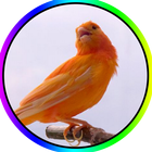 Latih Burung Kenari Gacor MP3 simgesi