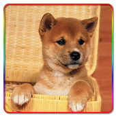 Puppy Cute Pictures icon