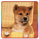 Puppy Cute Pictures APK