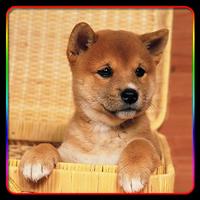 Puppy Cute Pictures পোস্টার