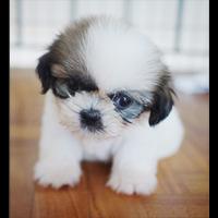 Puppy Cute Pictures স্ক্রিনশট 1