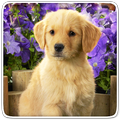 子犬 ライブ壁紙