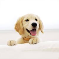 برنامه‌نما Puppy Live Wallpaper عکس از صفحه