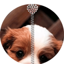 Puppy Dog Zipper LockScreen APK