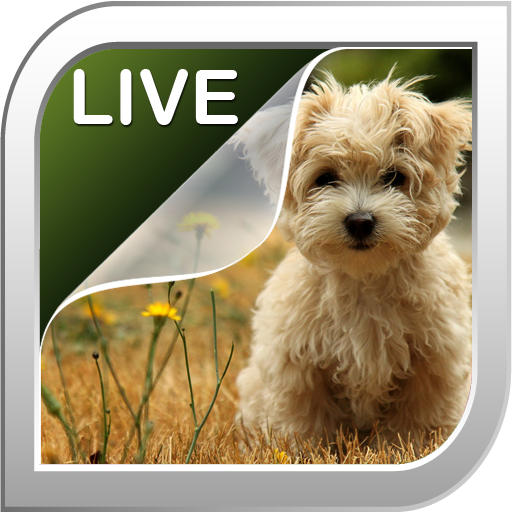Puppies Live Wallpaper