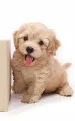 Puppies Live Wallpaper APK download