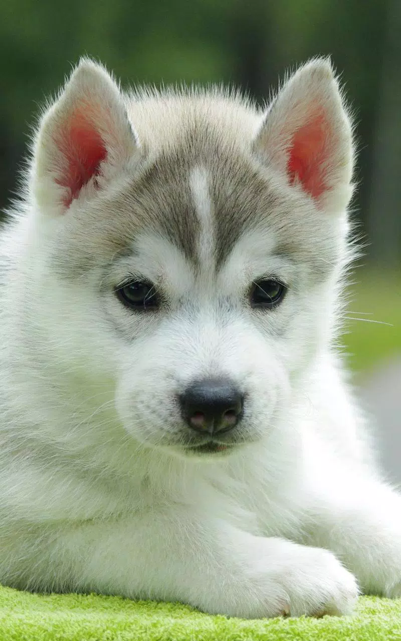 Android 用の 子犬ライブ壁紙 Apk をダウンロード