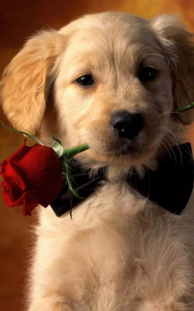 Android向けの子犬ライブ壁紙 Apkをダウンロードしましょう