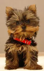 Puppies Live Wallpaper APK download