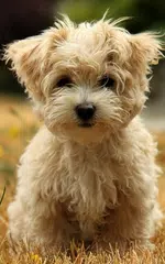 Puppies Live Wallpaper APK download