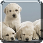 Puppies Live Wallpaper icône