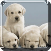 Puppies Live Wallpaper icon