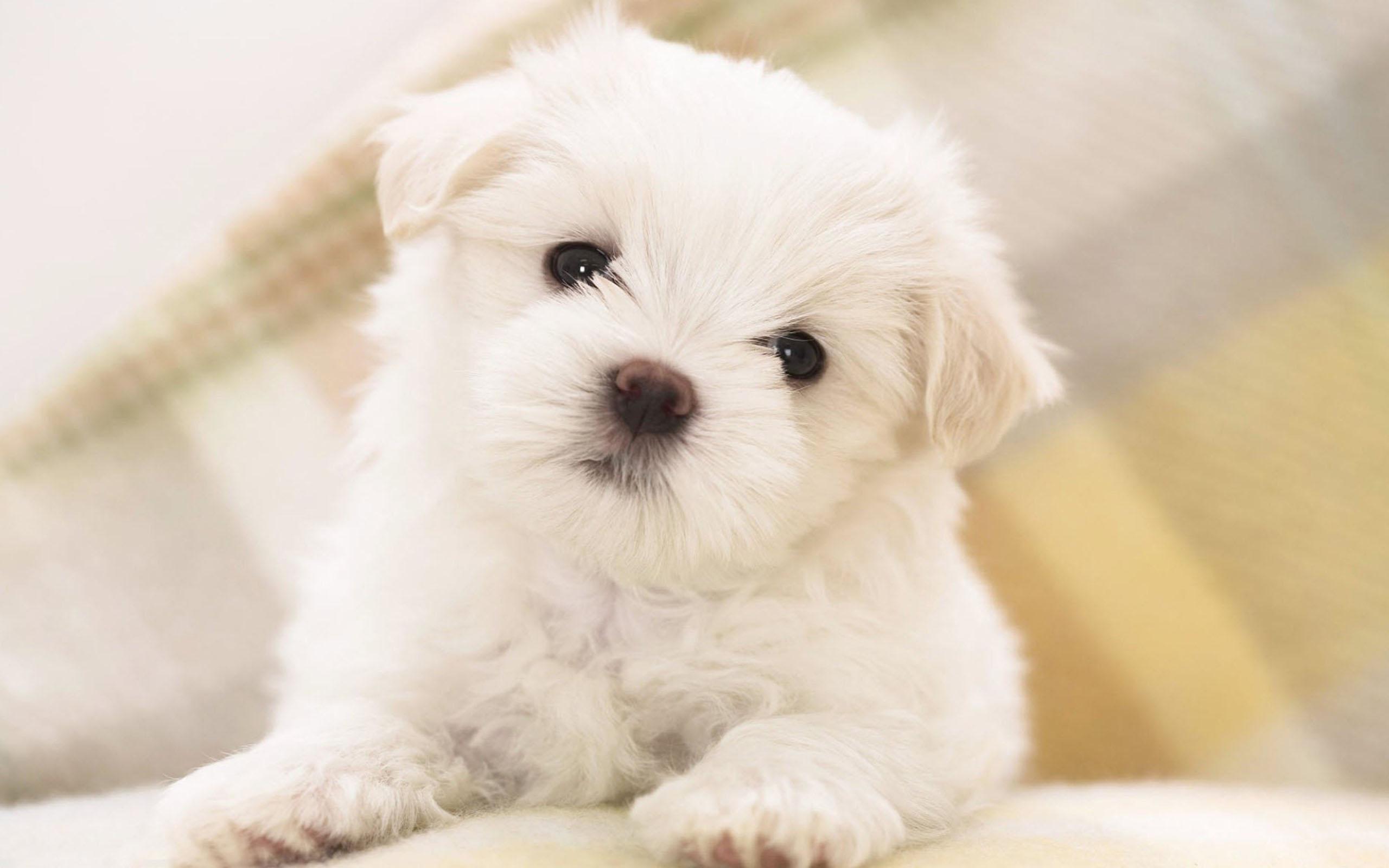 Gambar Animasi Anak Anjing Lucu Gambar Anjing For Android Apk