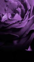 Purple Wallpapers スクリーンショット 1