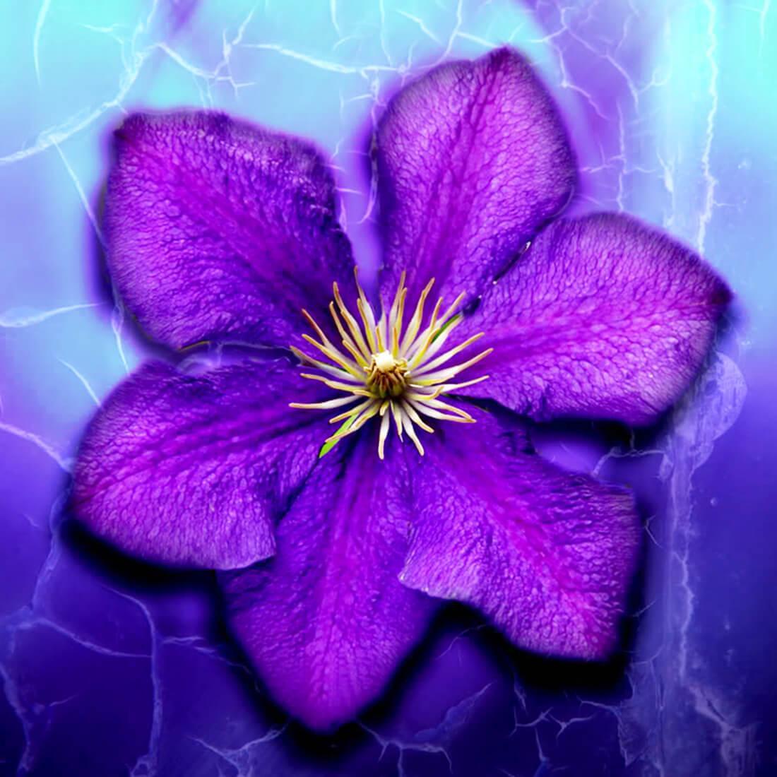 紫色的花动态壁纸安卓下载 安卓版apk 免费下载