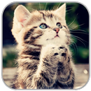 APK Kitten Videos