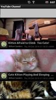 Kitten Videos imagem de tela 1
