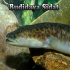 Budidaya Ikan Sidat simgesi