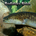 Budidaya Ikan Sidat