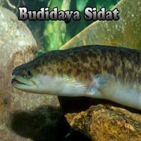 Budidaya Ikan Sidat スクリーンショット 1