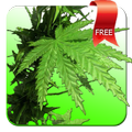 Weed 3D Live Wallpaper