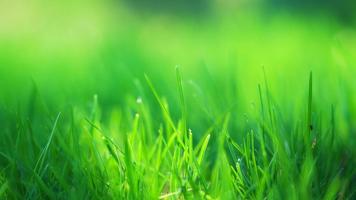 Green Background Wallpaper ภาพหน้าจอ 3