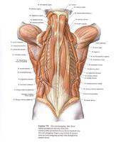 Anatomi Fisiologi Manusia স্ক্রিনশট 1