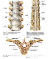 برنامه‌نما Anatomi Fisiologi Manusia عکس از صفحه