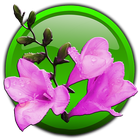 Pink Flowers Live Wallpaper icône