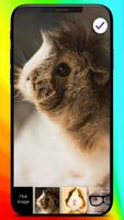 Cute Guinea Pig Wallpaper Full HD Home Lock Screen capture d'écran 2