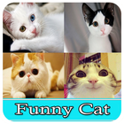 Cat Funny 2016 icon