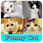 Cat Funny 2016 图标
