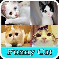 Cat Funny 2016 الملصق