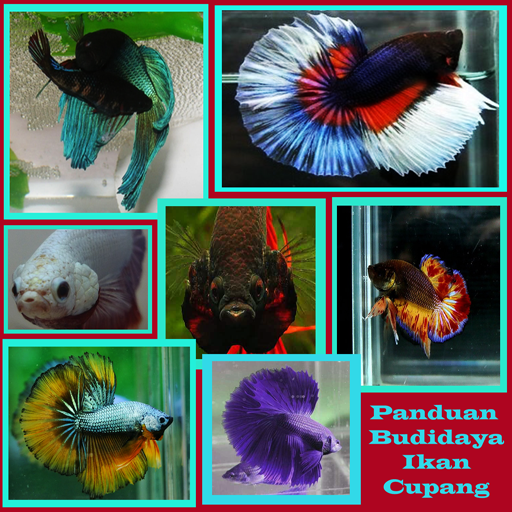 Panduan budidaya ikan cupang